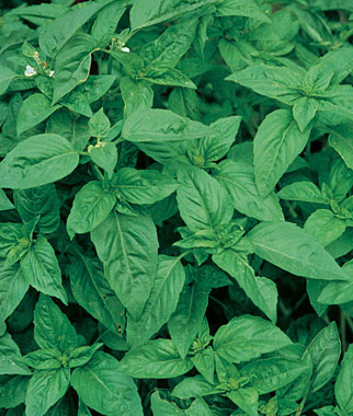 Basil, Sweet Organic 1 Pkt. (400 seeds)