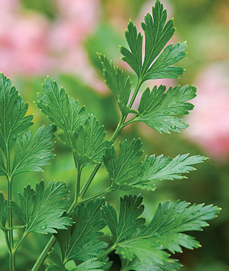 Parsley, Plain Organic 1 Pkt. (600 seeds)