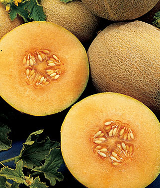 Cantaloupe, Burpee's Ambrosia Hybrid 1 Pkt. (30 seeds)