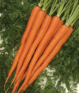 Carrot, Sugarsnax Hybrid 1 Pkt. (500 seeds)