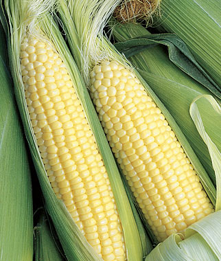 Corn, Breeders Choice Hybrid 1 Pkt. (800 seeds)