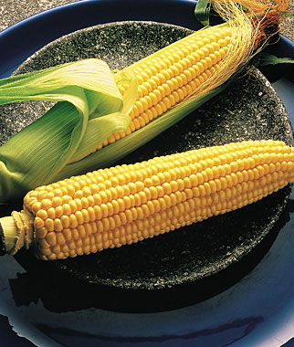 Corn, Illini Xtra Sweet Hybrid 1 Pkt. (800 seeds)
