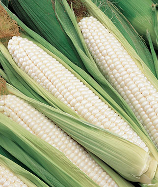 Corn, Silver Choice Hybrid 1 Pkt. (800 seeds)