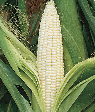Corn, Silver Queen Hybrid 1 Pkt. (800 seeds)
