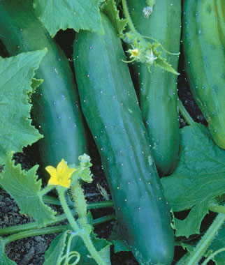 Cucumber, Sweet Marketmore Organic 1 Pkt. (75 seeds)