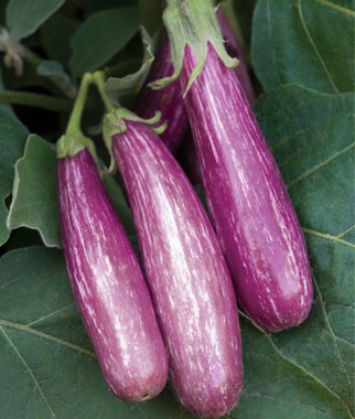 Eggplant, Fairy Tale 1 Pkt. (30 seeds)
