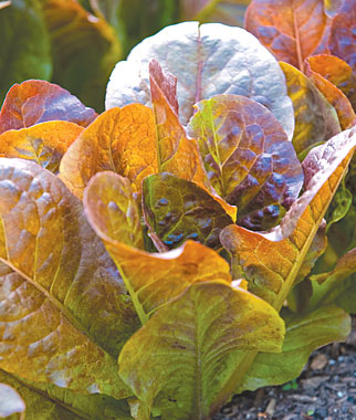 Lettuce, Four Seasons 1 Pkt. (500 seeds)