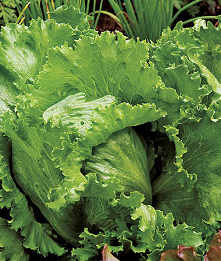 Lettuce, Igloo 1 Pkt. (500 seeds)