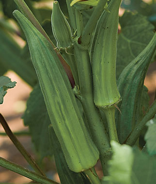 Okra, Clemson Spineless 1 Pkt. (100 seeds)