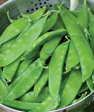 Pea, Snowbird 1 Pkt. (225 seeds)
