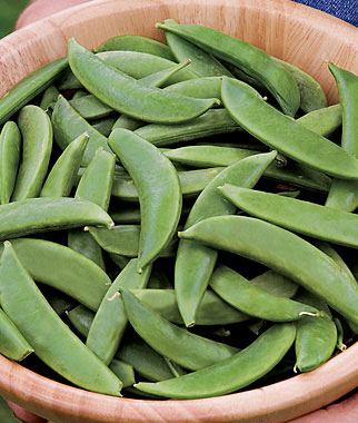Pea, Sugar Bon 1 Pkt. (200 seeds)