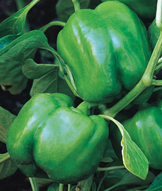 Pepper, Sweet Big Dipper 1 Pkt. (100 seeds)