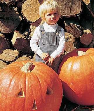 Pumpkin, Big Max 1 Pkt. (25 seeds)