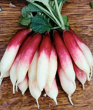 Radish, Fire 'N Ice 1 Pkt. (300 seeds)