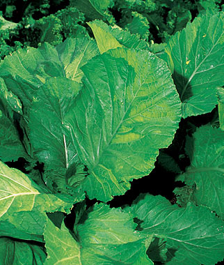 Mustard, Florida Broad Leaf 1 Pkt. (1500 seeds)