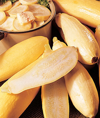 Squash, Summer, Early Prolific Straightneck 1 Pkt. (60 seeds)