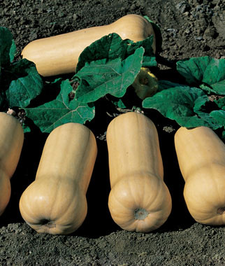 Squash, Waltham Butternut Organic 1 Pkt. (30 seeds)