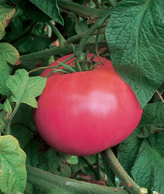 Tomato, Brandywine Pink Organic 1 Pkt. (30 seeds)