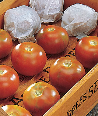 Tomato, Burpee's Long-Keeper 1 Pkt. (30 seeds)