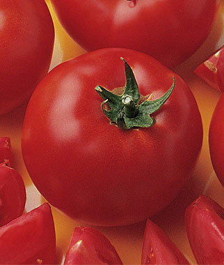 Tomato, Bush Early Girl Hybrid 1 Pkt. (30 seeds)