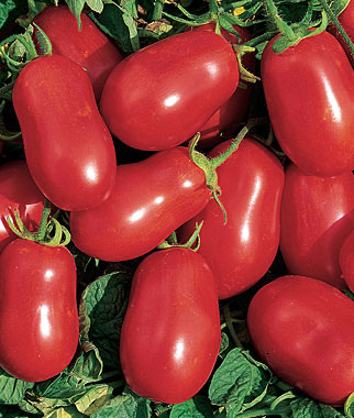 Tomato, Roma VF 1 Pkt. (200 seeds)