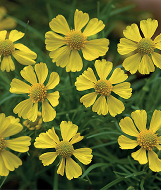 Helenium, Dakota Gold 1 Pkt. (10 seeds)
