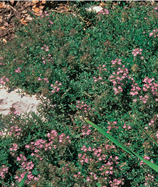 Thyme, Creeping 1 Pkt. (100 seeds)