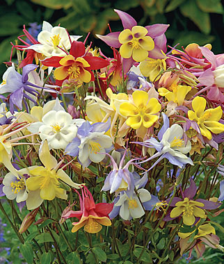 Columbine, Quetzal Mix 1 Pkt. (60 seeds)