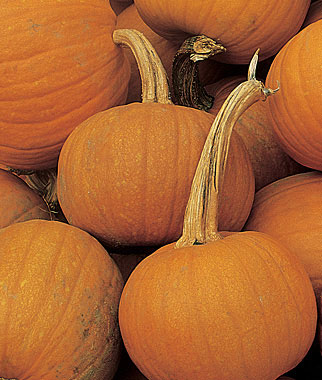 Pumpkin, Early Sweet Sugar Pie 1 Pkt. (35 seeds)
