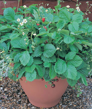 Strawberry, Mignonette 1 Pkt. (125 seeds)
