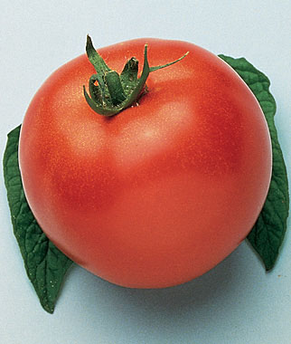 Tomato, Marglobe 1 Pkt.(50 seeds)