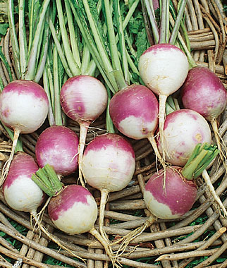 Turnip, Purple Top White Globe 1 Pkt. (3000 seeds)
