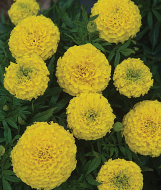 Marigold, Taishan Yellow 1 Pkt. (50 seeds)