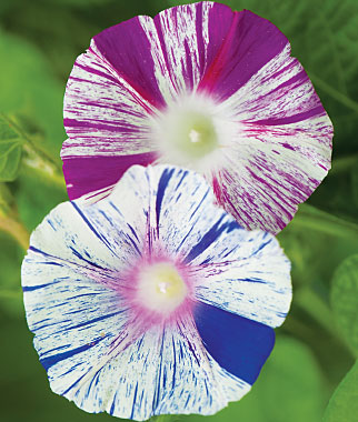 Morning Glory, Carnevale di Venezia 1 Pkt. (10 Seeds)