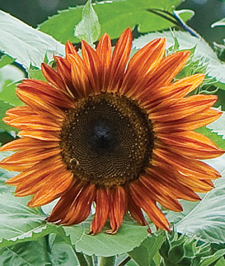Sunflower, Fire in The Sky Hybrid 1 Pkt. (25 Seeds)