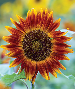 Sunflower, Little Becka Hybrid 1 Pkt. (30 Seeds)