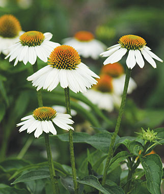 Echinacea, PowWow White 1 Pkt. (10 seeds)