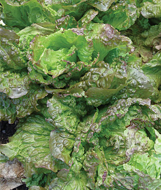 Lettuce, Red Grenoble 1 Pkt.(900 Seeds)