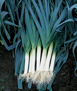 Leek, Blue Solaise 1 Pkt.(600 Seeds)