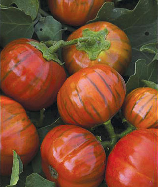 Eggplant, Turkish Orange 1 Pkt.(30 Seeds)