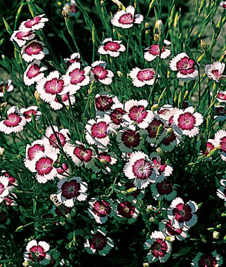 Dianthus, Arctic Fire 1 Pkt. (150 Seeds)
