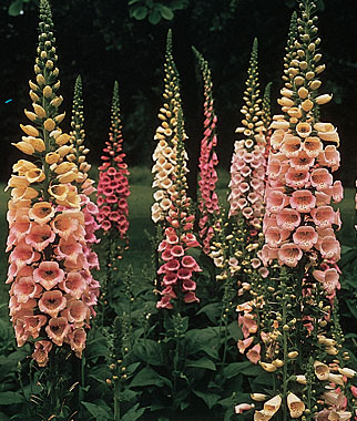 Foxglove, Excelsior Hybrid Mix 1 Pkt. (100 Seeds)