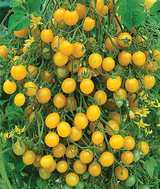 Tomato, Mirabelle Blanche Organic 1 Pkt. (25 Seeds)