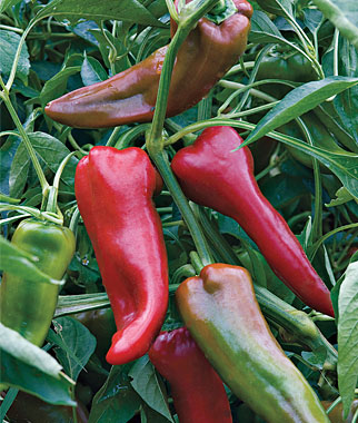 Pepper, Sweet Carmen Hybrid 1 Pkt. (25 Seeds)