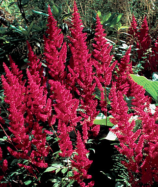 Astilbe, Fanal 1 Plant