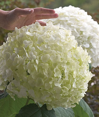 Hydrangea Incrediball? PPAF 1 plant