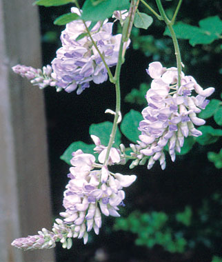 Wisteria, Blue Moon 1 plant