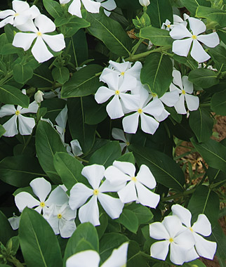 Vinca, Merry Go Round White 1 Pkt (20 seeds)