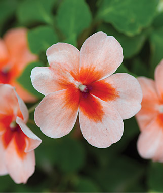 Impatiens, Salmon Splash 1 Pkt (30 seeds)