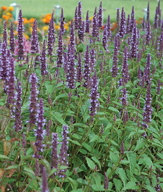 Agastache, Astello Indigo 1 Pkt (20 seeds)
